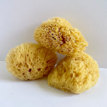 Load image into Gallery viewer, Natural Dead Sea Sponge
