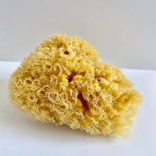 Load image into Gallery viewer, Natural Dead Sea Sponge
